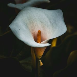 White calla lily flower in the garden in summer