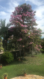 View of flowering plants in yard