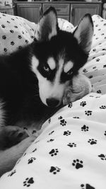 Portrait of dog resting on bed at home