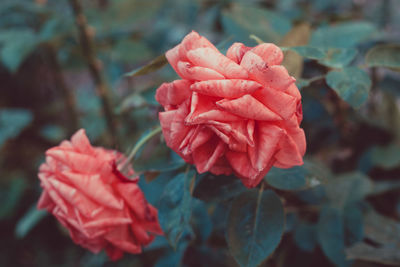 Close-up of red rose