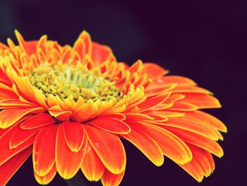 Close-up of orange gerbera daisy against black background