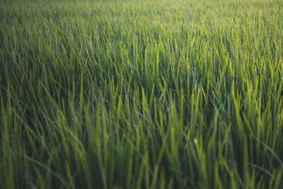 Full frame shot of crops on field