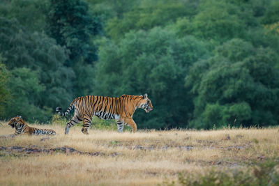 Zebras on a field of a forest