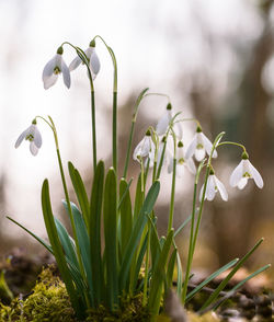 Close-up of flowers