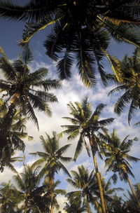 Low angle view of coconut palm trees