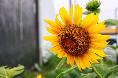 Close-up of sunflower