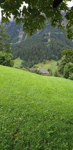 Scenic view of grassy field