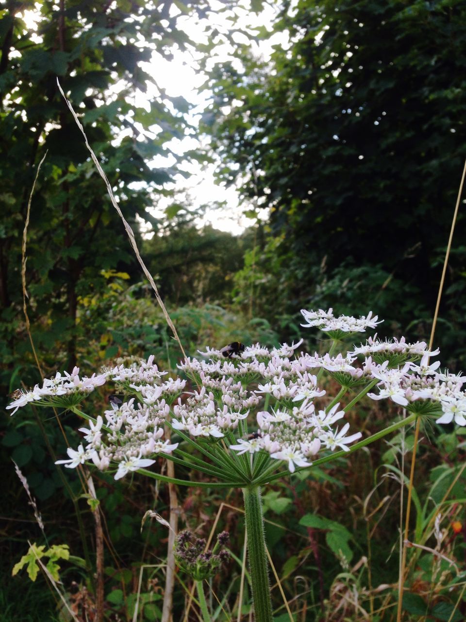 flower, growth, white color, plant, tree, nature, freshness, beauty in nature, fragility, blooming, day, focus on foreground, tranquility, in bloom, park - man made space, outdoors, no people, blossom, petal, sky