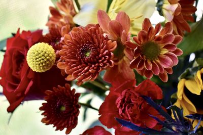 Close-up of red flowering plants