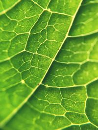 Full frame shot of green leaves