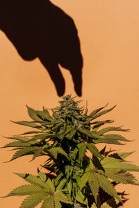 Shadow of human hand trying to pick up growing cannabis plant
