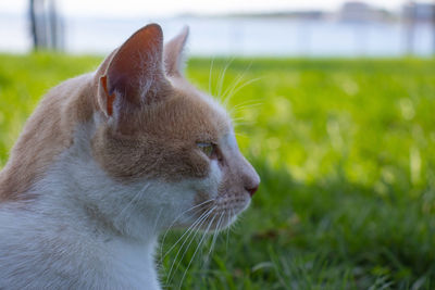 Close-up of a cat looking away