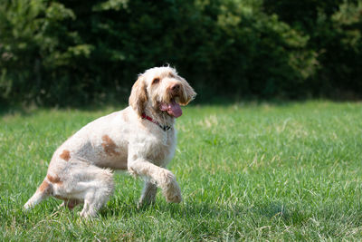 Dog running in field