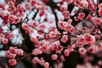 Close-up of pink cherry blossom