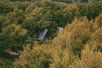 Plants and trees in forest