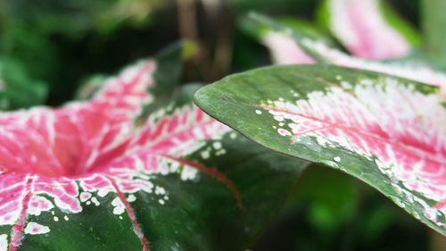 Close-up of raindrops on pink leaves
