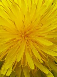 Full frame shot of yellow flowering plant