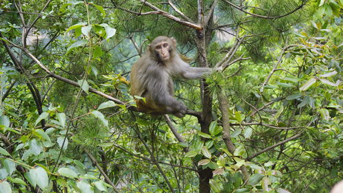 Monkey on tree