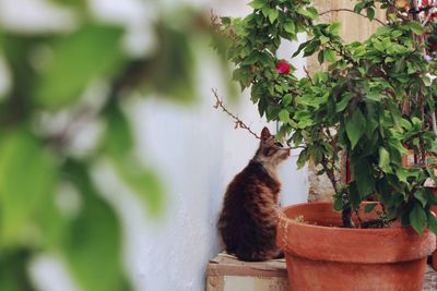 Squirrel sitting on plant