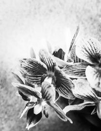 Close-up of flowers against blurred background