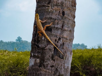 Close-up of tree trunk on field against sky