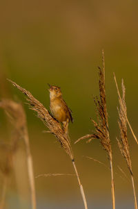 Close-up of bird perching on a plant