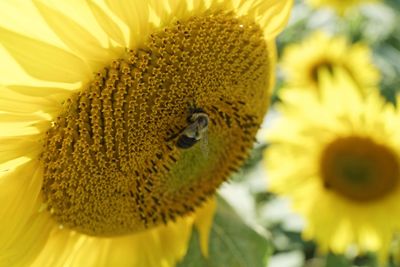Close-up of honey bee on sunflower