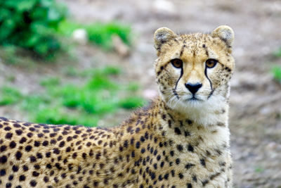 Close-up of alert cheetah