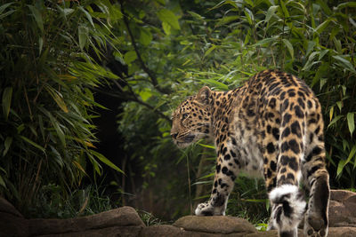 Leopard walking on rocks against trees in forest