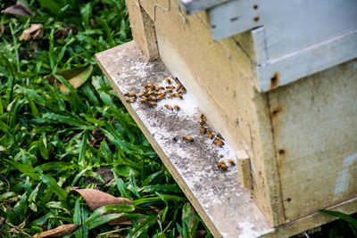 Close-up of bee on wood