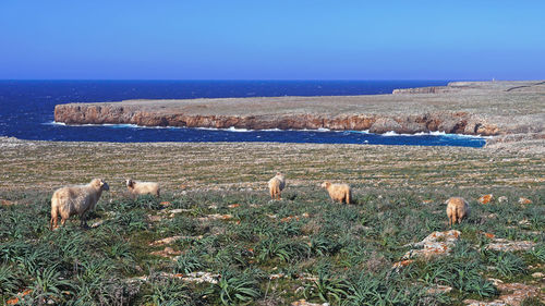 View of sheep grazing in field