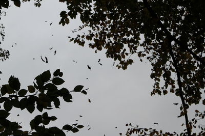 Low angle view of silhouette tree against sky