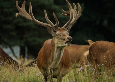 Close-up of deer standing on field