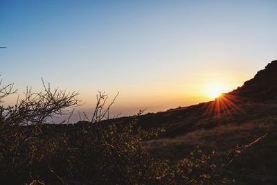 Plants growing on landscape against sky during sunset