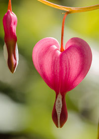 Close-up of heart shape leaf