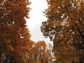 Low angle view of autumnal trees against sky