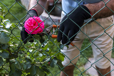 Mature gardener making arrangement and cutting a rose bush using pruning shears.