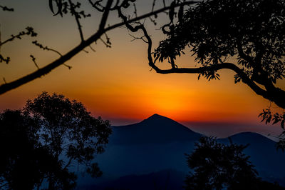 Silhouette trees against sky during sunset