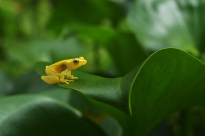 Close-up of yellow frog on plant