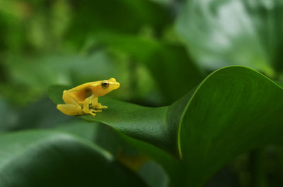 Close-up of insect on flower