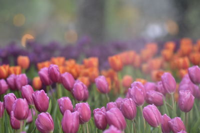 Close-up of pink tulips