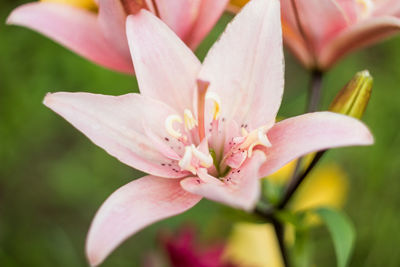 Pink lilies in the garden. many colors. beautiful flowers. greenery around