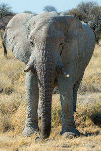Close up of a big elephant in etosha national park. front view. namibia, africa