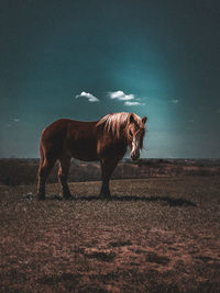View of a horse on field