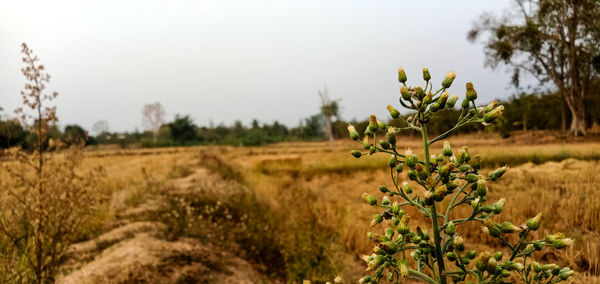 Plants growing on field against sky
