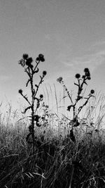 Plants growing on land