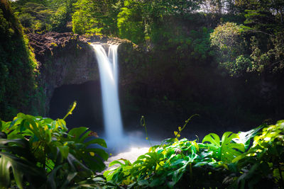 Scenic view of waterfall in forest