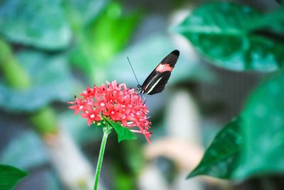 Close-up of insect on flower