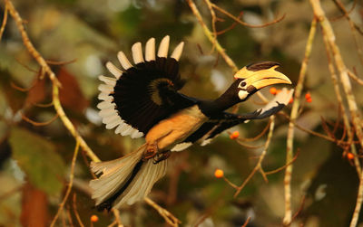 Close-up of bird flying