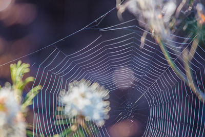 A beautiful closeup of a spider living in the swamp. spider nets in wetlands in an early morning.